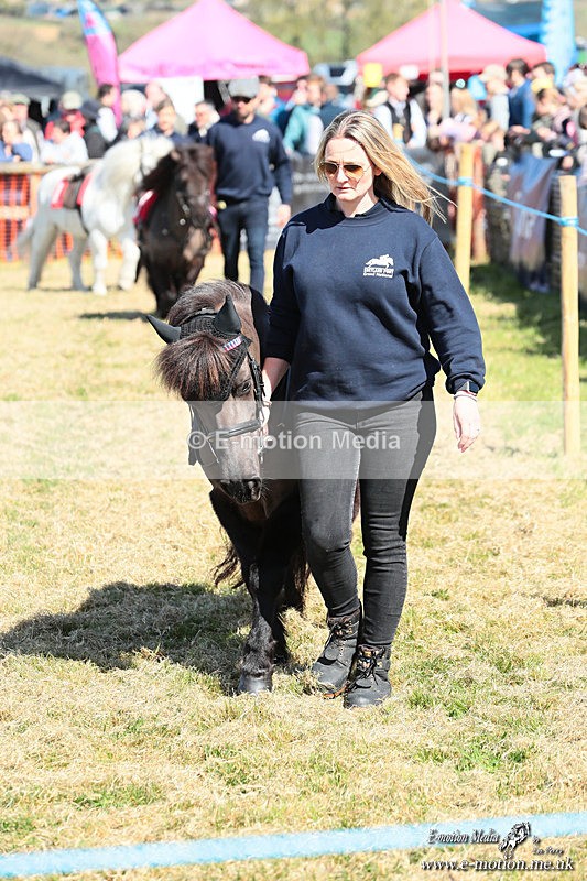 Shet 060426 44 - Shetland Pony Racing Paxford Races Easter Mon 06/04/26