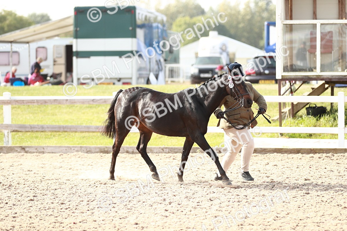 SBM_11033 - Class 205 IH Show Pony/ Show Hunter Pony