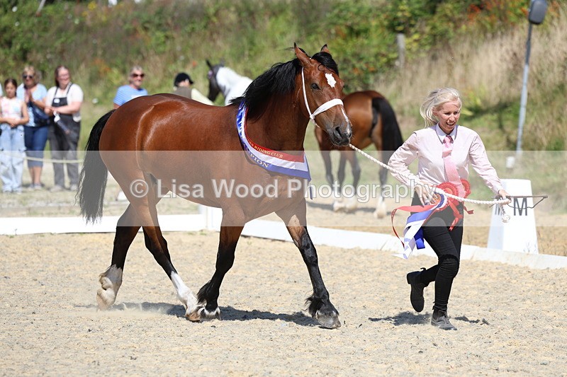 3E7A9975 - In Hand Championship