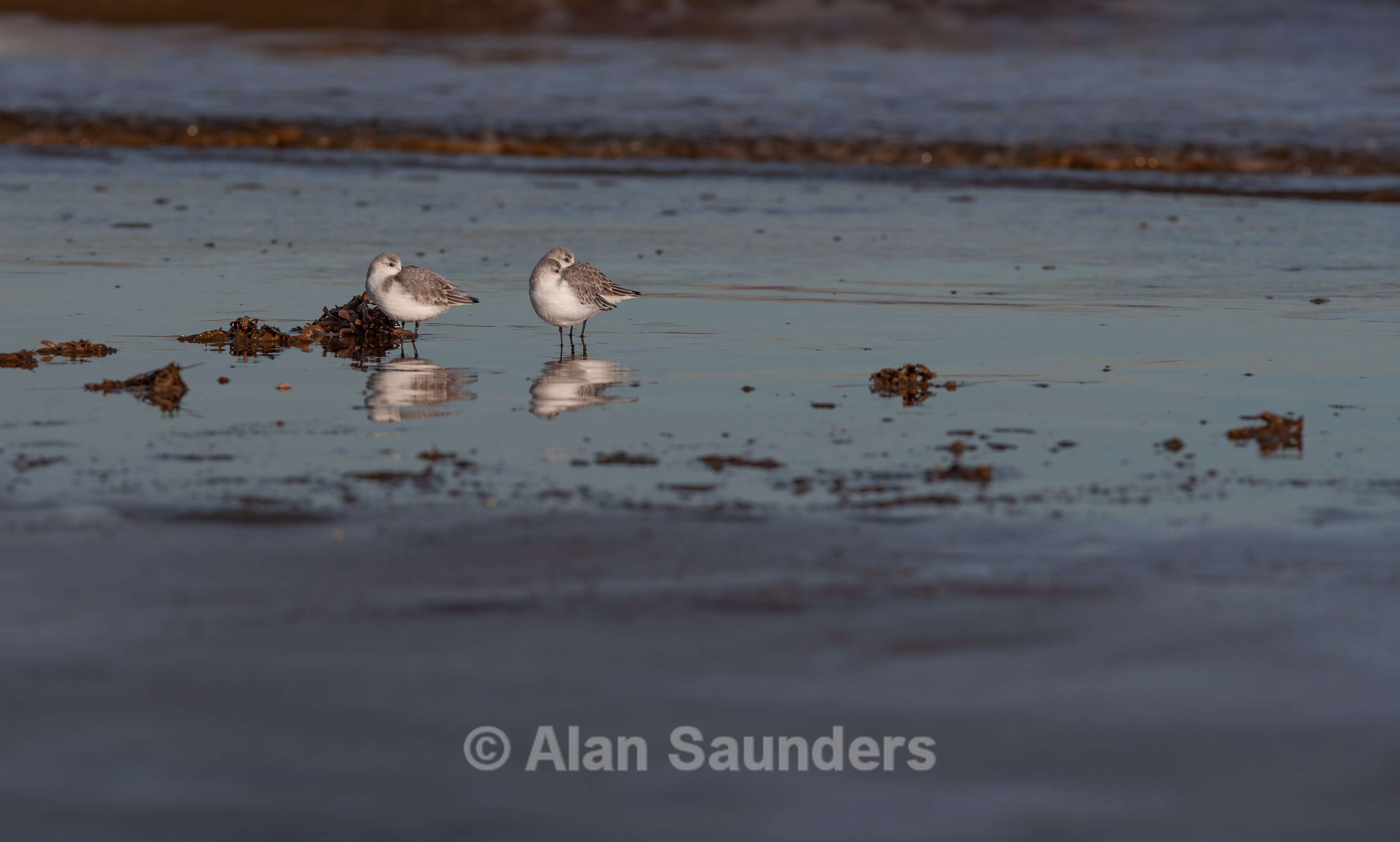 Sanderling 2