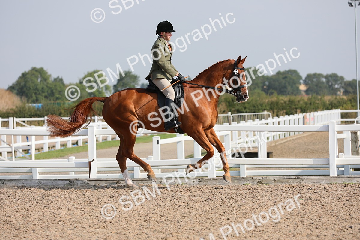 SBM_11345 - Class 305 Ridden Foreign Breeds- Pure Bred