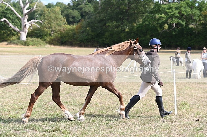 WJ6_6451 - Class 20 In-hand Cob