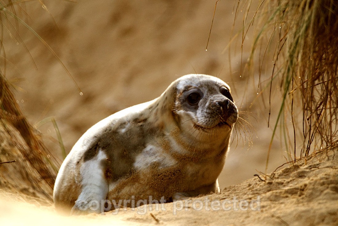 Moulting Grey Seal Pup - Norfolk