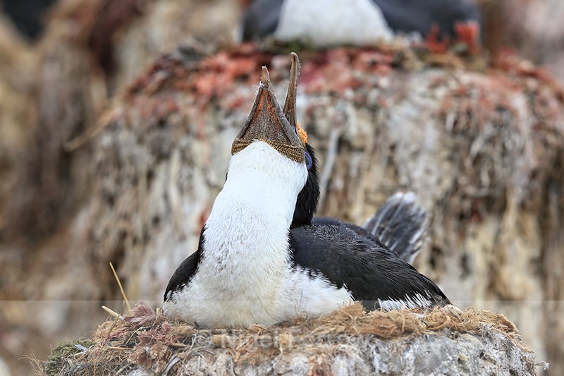 Imperial Shag calling at nest, Cape Bougainville, Falklands - Imperial Shag