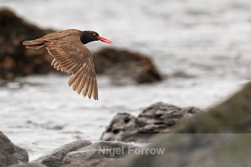 Blackish Oystercatcher flying, Chilean coast - Blackish Oystercatcher