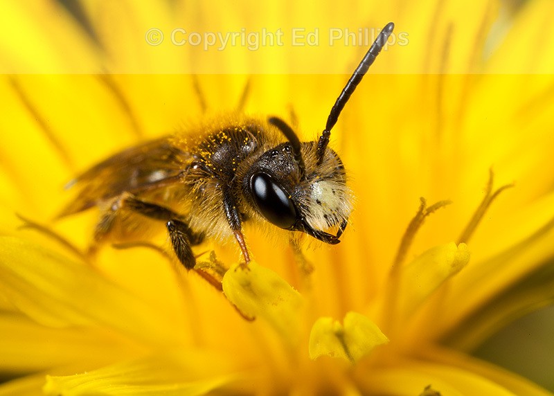 Andrena chrysosceles (m)