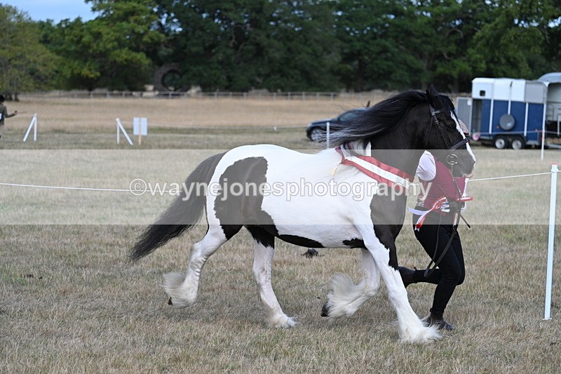 WJ7_8455 - In-hand Championship