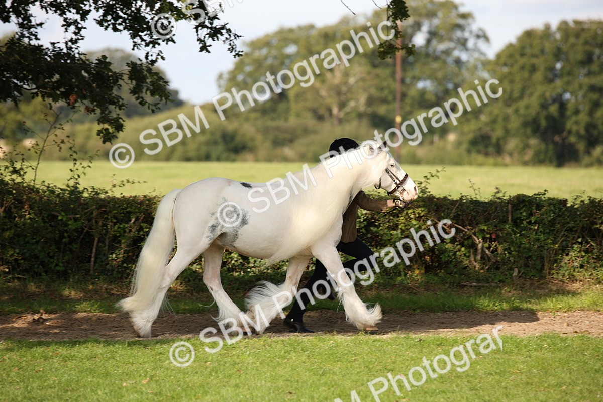 SBM_62175 - S55 - Traditional Cob In Hand