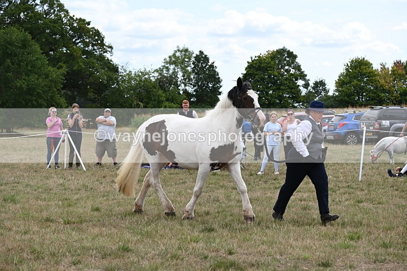 WJ6_5572 - Class 18 In-hand Coloured