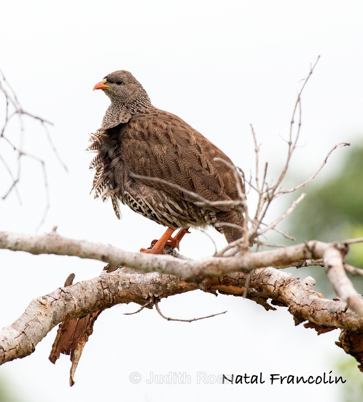  - South Africa Birds and Mammals