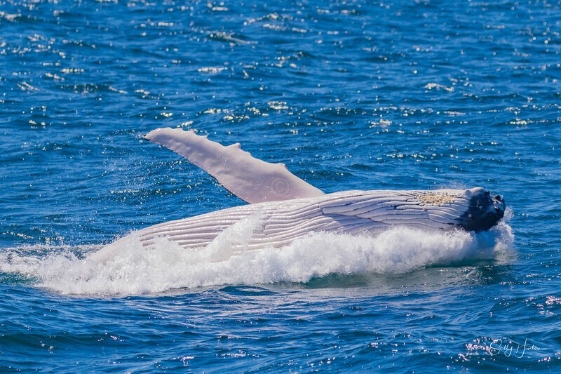 Lazy Breach 2. 0A3A9576 - 2025 Whales