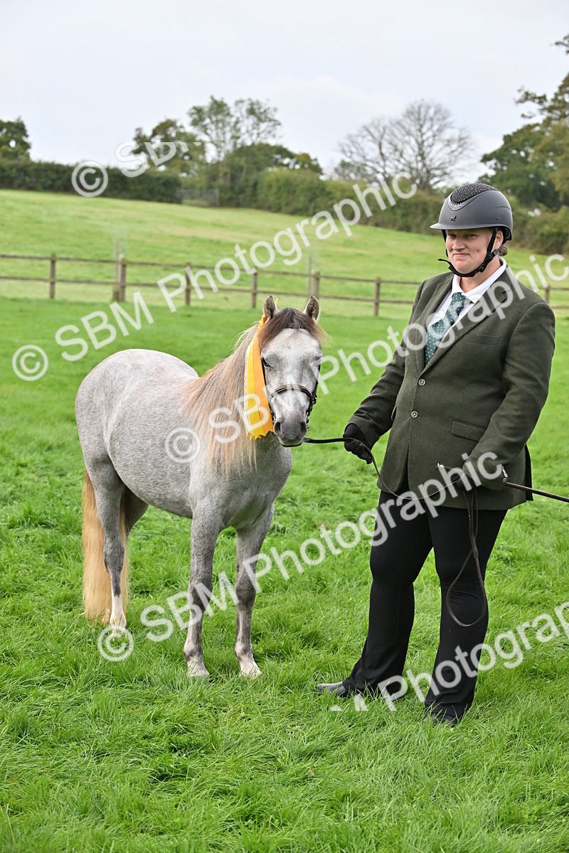 SBM_56984 - S45 - Coloured Pony In Hand