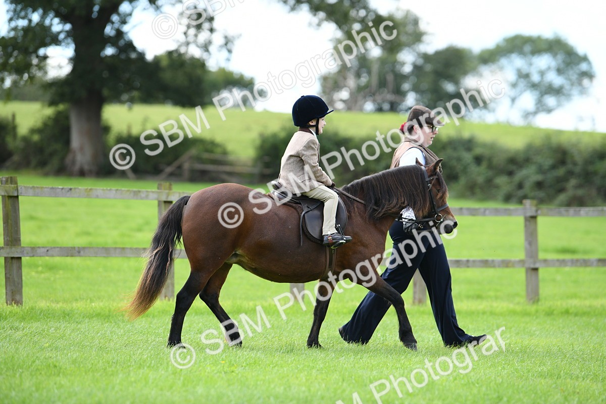SBM_42453 - S20 - Lead Rein Mountain & Moorland Pony
