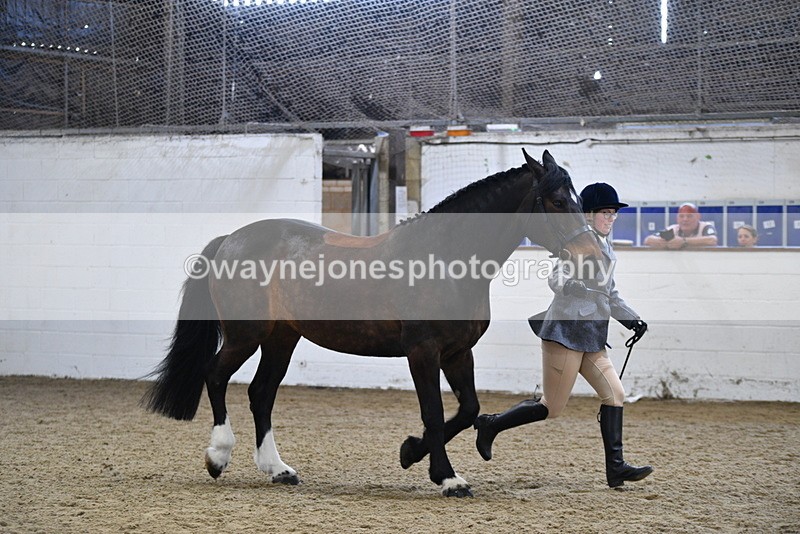 WJ5_4716 - Class 3 Part Bred In hand