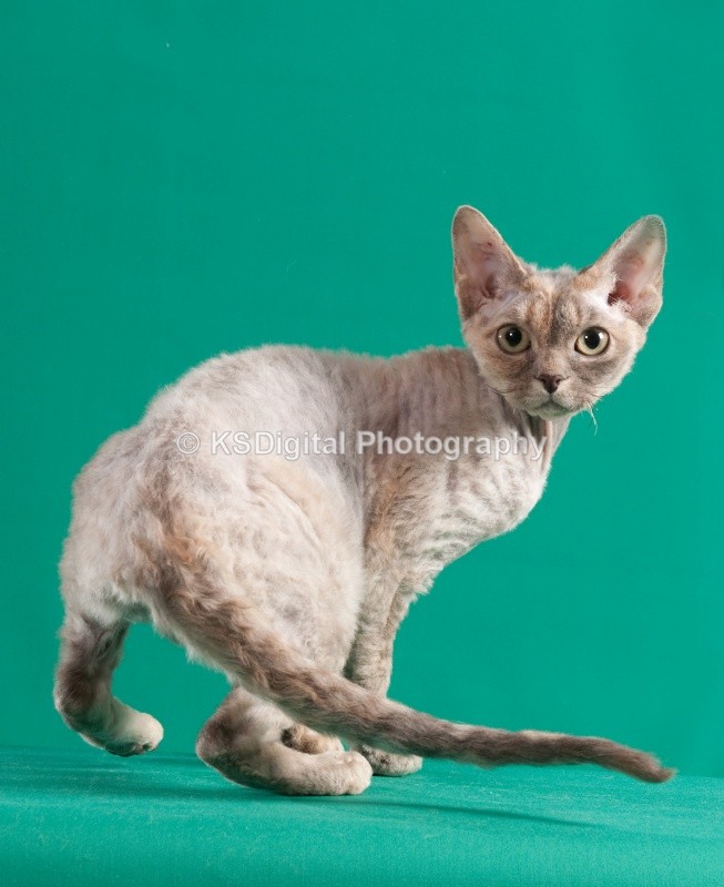 RippleRex Bonnie Blue (33a) - Villamagic Devon Rexs