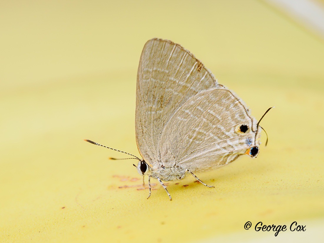 Cornelian butterfly - Gambia 2025