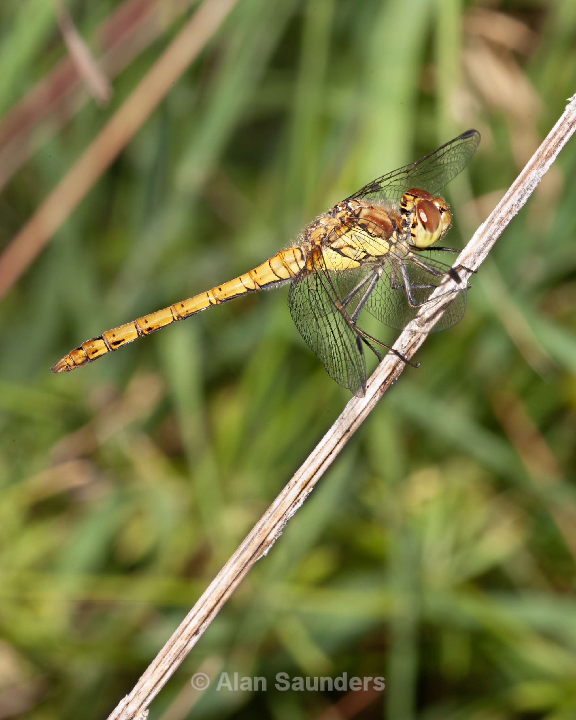Male Common Darter 3