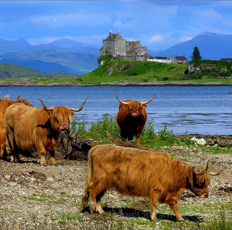 PS076 Highland Cattle and Duart Castle - Scottish Landscapes