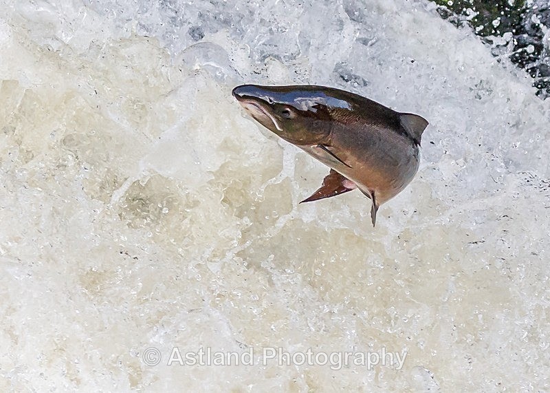 Astland Photography, Bird and Wildlife Images, Susan and Peter Wilson, U.K.