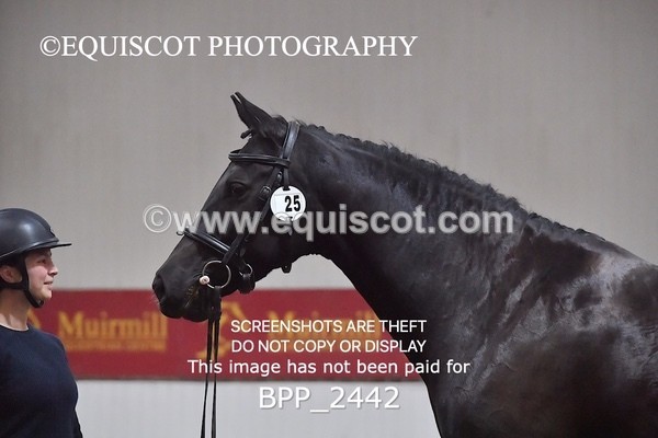 BPP_2442 - AFTERNOON 12.30 - 3.30PM