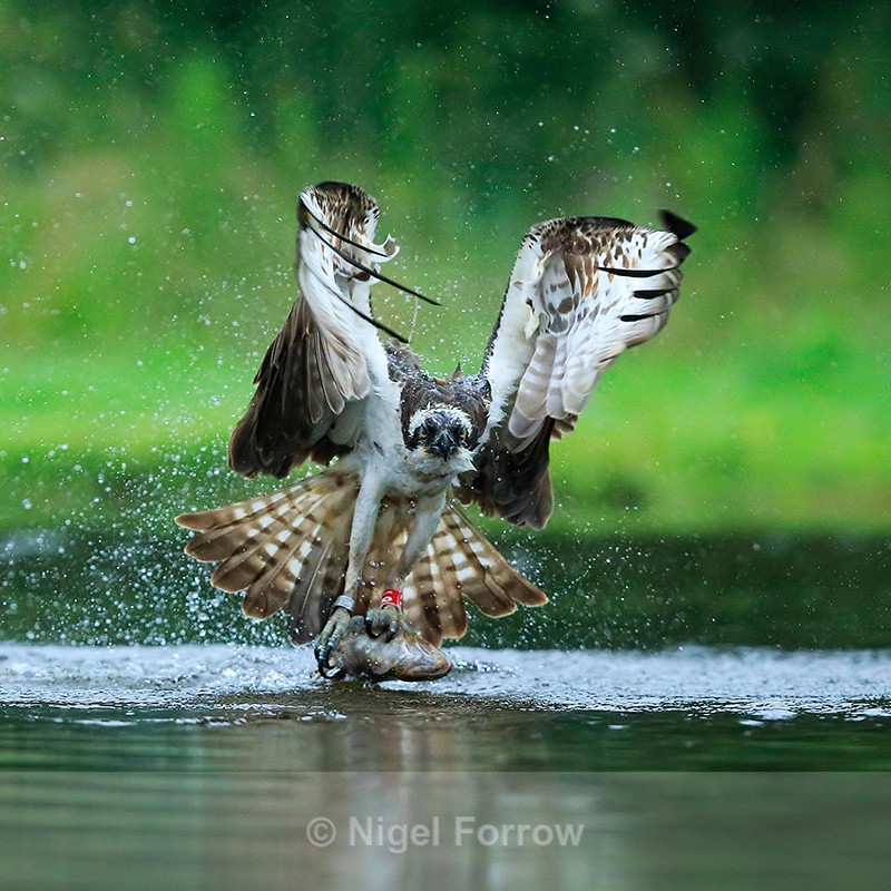 Osprey (Red 8T) takes off with a trout at Rothiemurchus - Osprey
