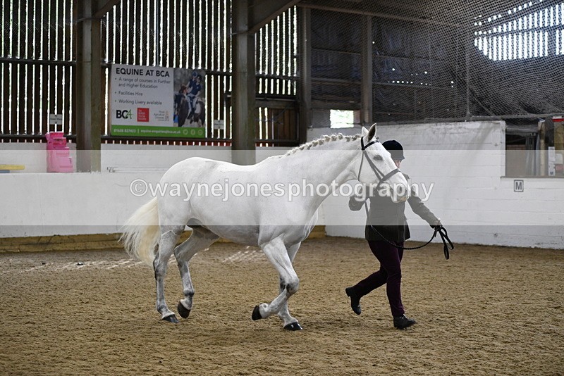 WJ5_4585 - Class 3 Part Bred In hand