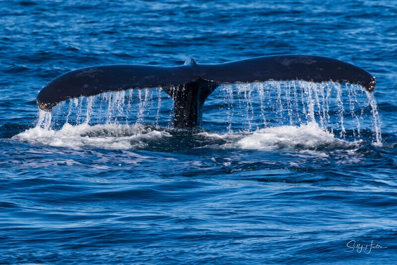 Humpback Fluke 2021 1 - Humpback Whales