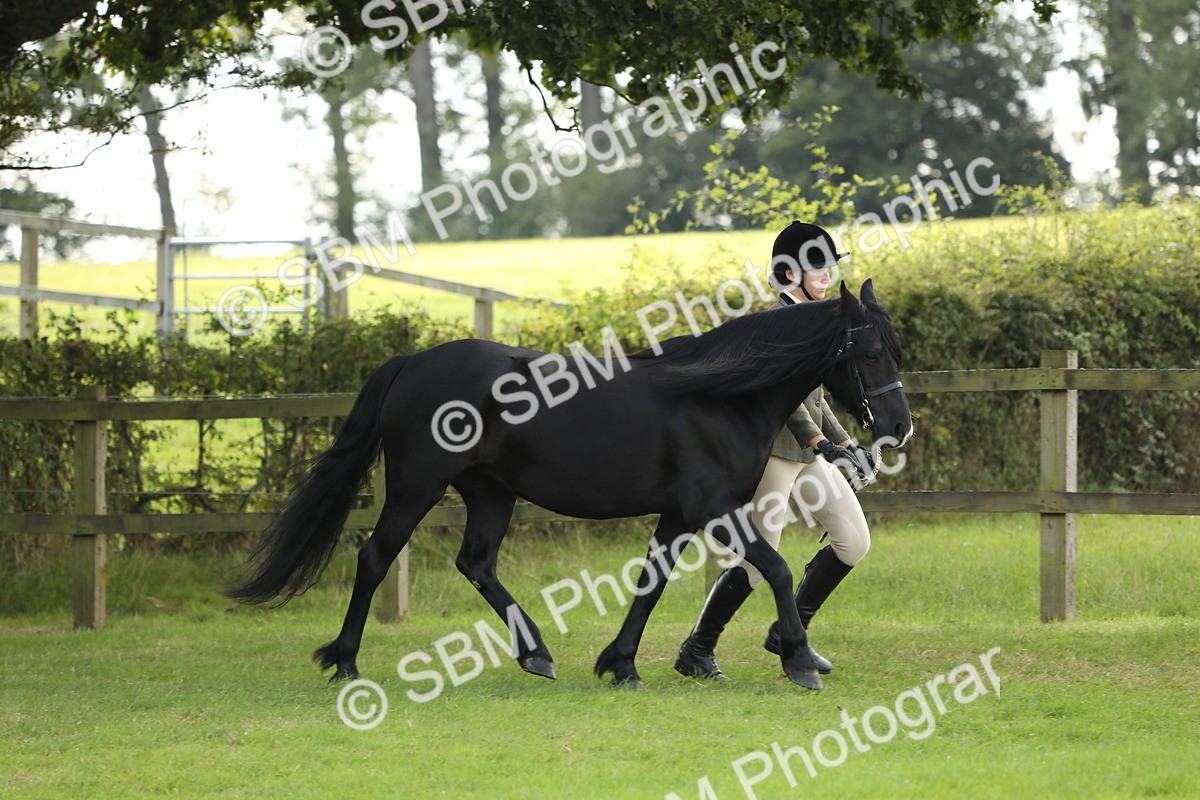 SBM_62723 - S46 - Mountain & Moorland In Hand Small Breeds