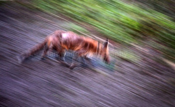  - Urban Foxes, Bristol, Great Britain