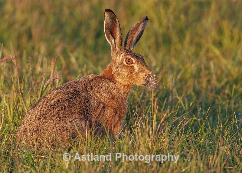 Brown Hare - Latest Images
