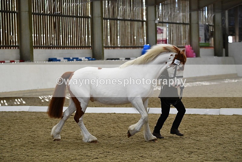 WJ5_5069 - Class 7 In hand coloured / odd coloured