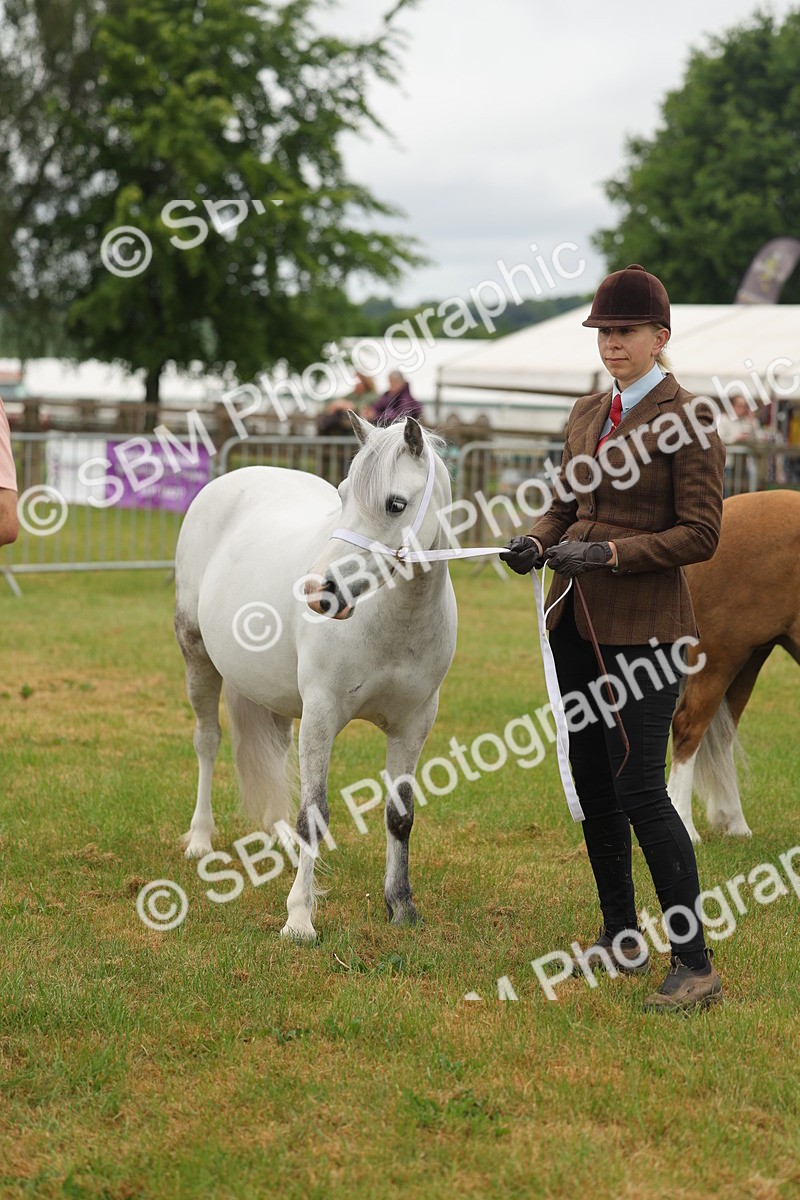 SBM_01569 - Class 50-57 - M&M Welsh Pony In Hand