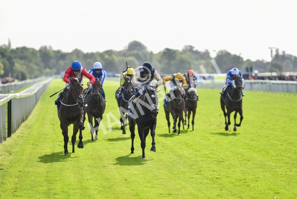 141023-Race 1-Purosangue-0527 - Race 1 1.15pm Coral Rockingham Stakes