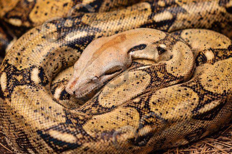 indian python Python molurus-635 - Pet Photography