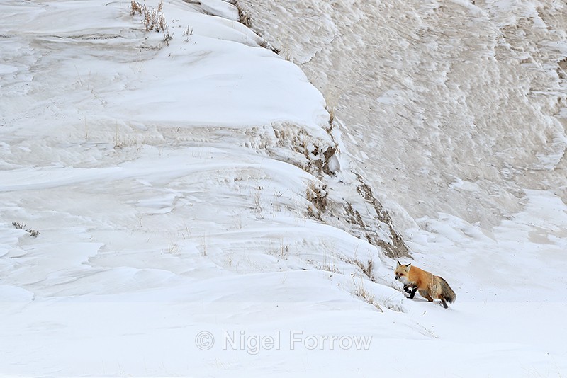 Red Fox starts climbing slope, Hayden Valley, Yellowstone - Red Fox