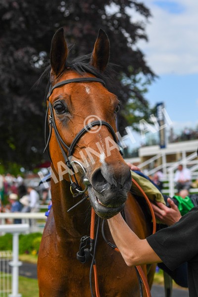 270523-Race 4-River of Stars-0639 - Race 4 3.15pm William Hill Bronte Cup Fillies' Stakes