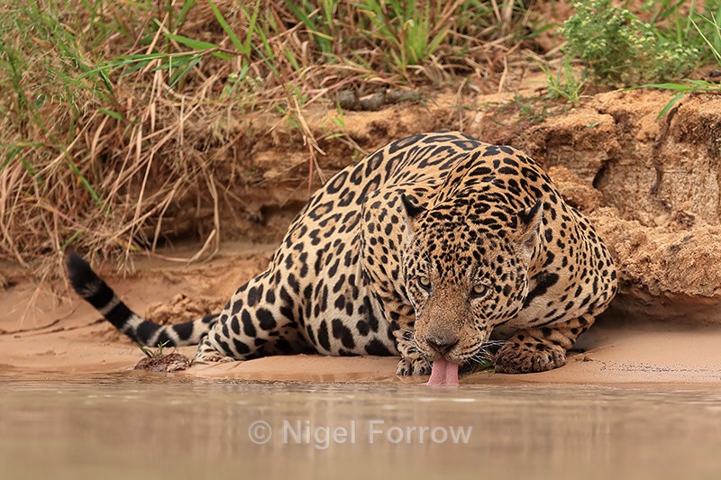Male Jaguar Donal drinking, Pantanal, Mato Grosso, Brazil - Jaguar