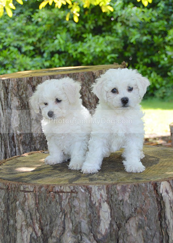  - Bichon Frises