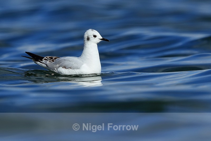 Bonaparte's Gull on water, Farmoor Reservoir - Bonaparte's Gull