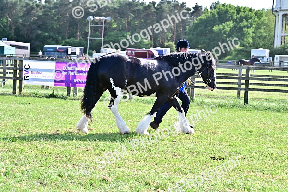 SBM_10132 - Class 63-65 - Traditional Gypsy Cobs In Hand & Ridden