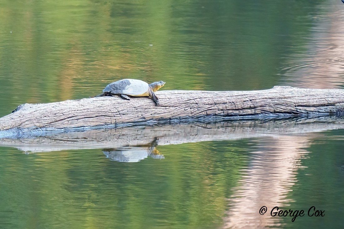 Flapshell Turtle - India