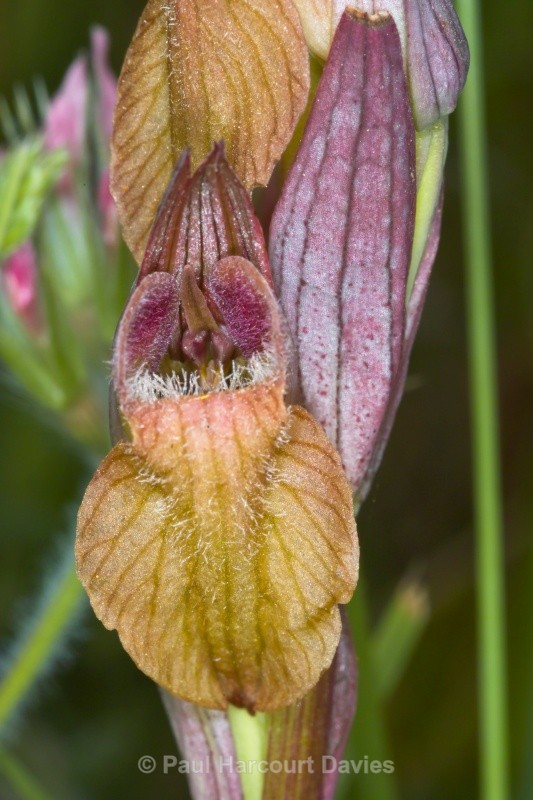 Eastern Serapias (Serapias orientalis) - Orchids - Serapias