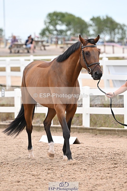 250716-160223-02352 - Trot Up 3.30 to 4.30