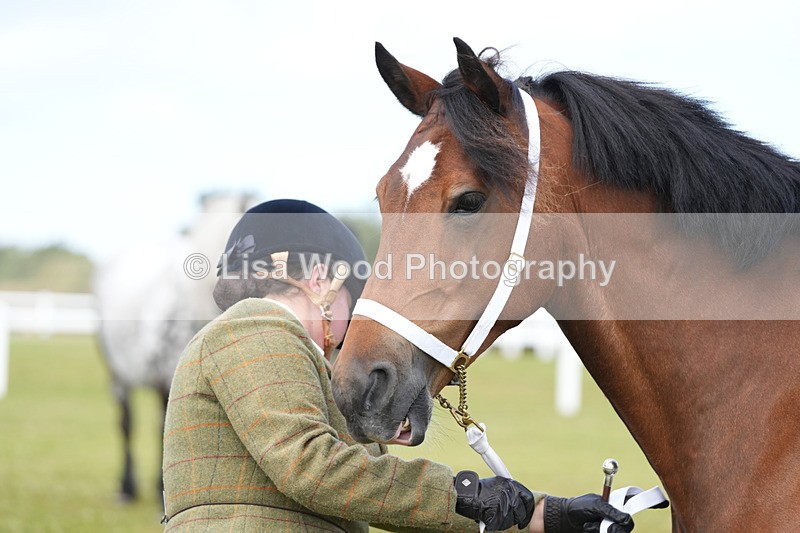 DSC05784 - Class 51: NPS M&M 4 years and over Large Breeds