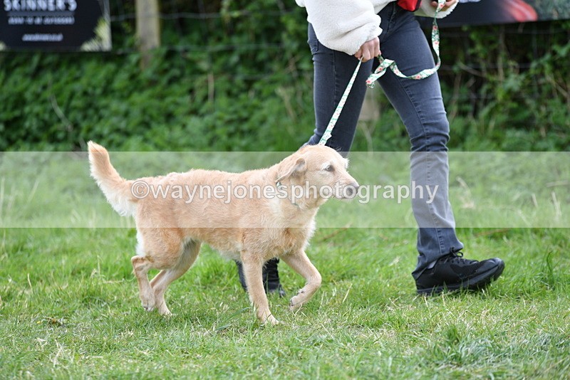 WJ5_9204 - Class 1 Best Cross Breed / Heniz 57