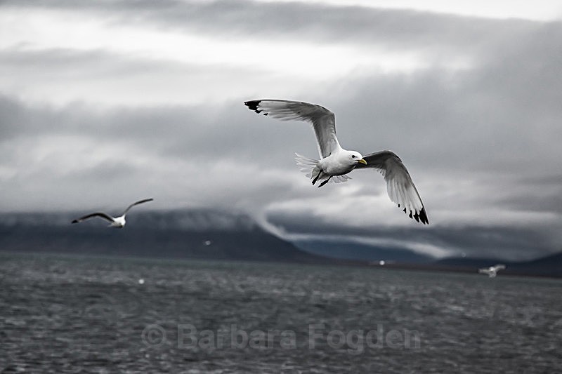 Kittiwake 7624 - Trip with MS Expedition August 2016