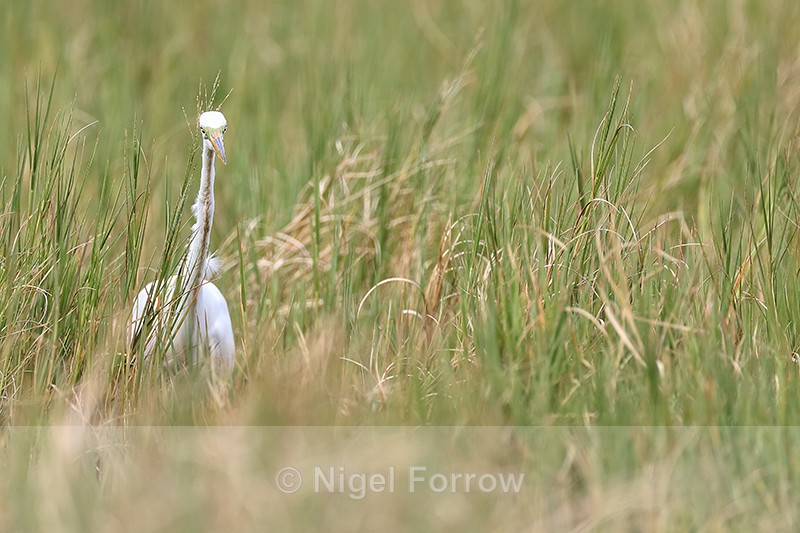 Great Egret stalking, Viera Wetlands, Florida - Great Egret