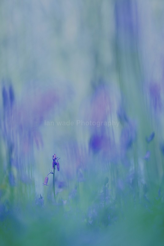  - Woodland scenes & flowers