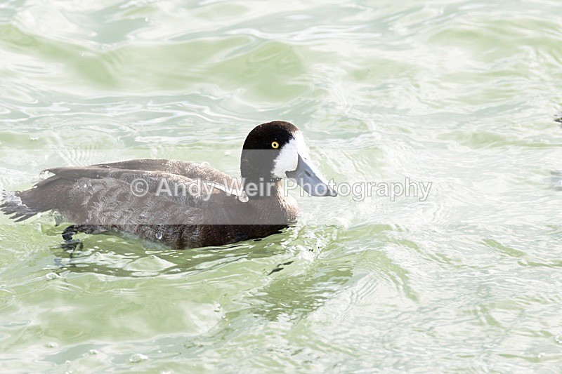 180307-Wirral0256 - Waterfowl