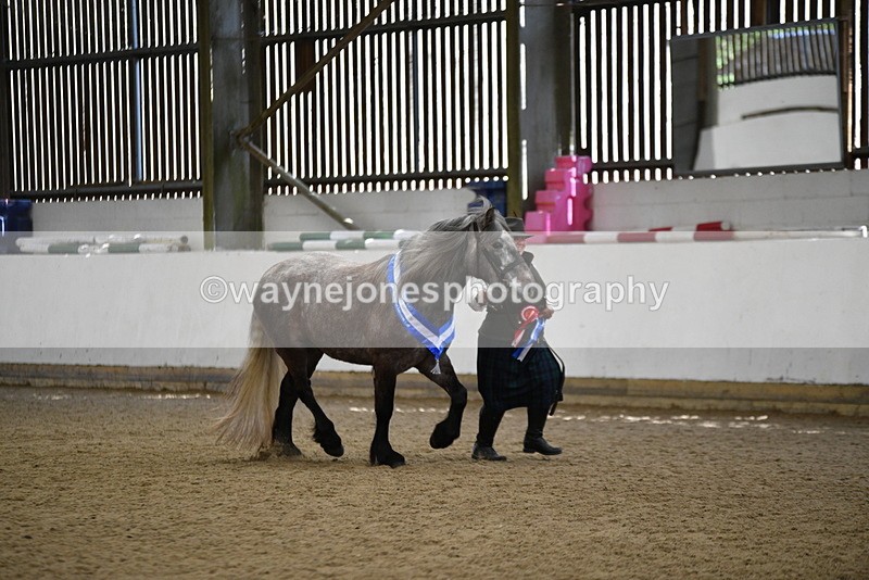 WJ5_5863 - Morning in hand Championship